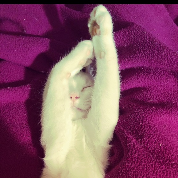 Meet your Posher, Avery - Picture 1 of 1